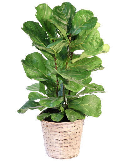 fiddle leaf fig anatomy 6" Fiddle Leaf Fig – The Flower Company