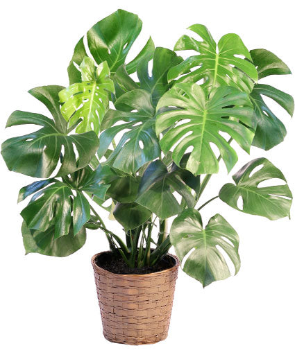 8 leafed house plant 8” Monstera – The Flower Company