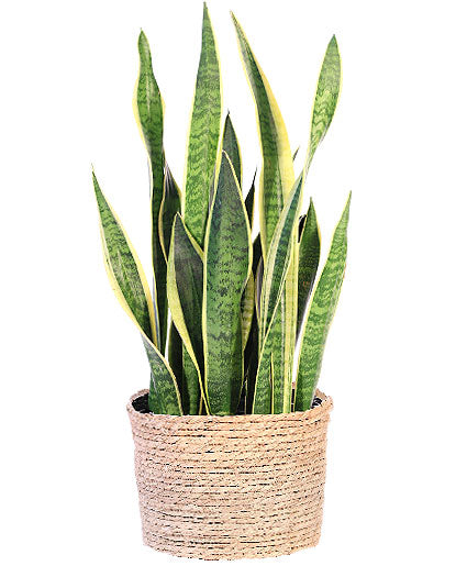 artificial snake plants 8" Snake Plant – The Flower Company
